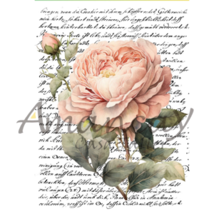 ROSA Y CARTA 20 X 30