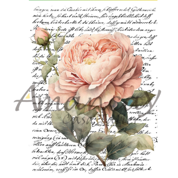 ROSA Y CARTA 20 X 30